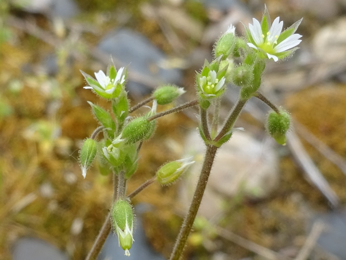 Cerastium semidecandrum (Caryophyllaceae)